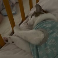 赤ちゃんの隣にいる猫