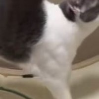 筋肉の形がはっきりと見えている猫の肩