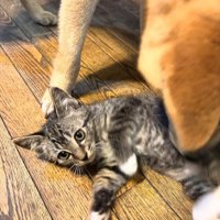 犬と遊ぶ子猫