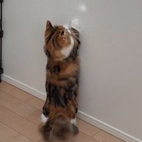壁に反射した光をつかまえようとする猫