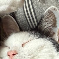 眠る猫