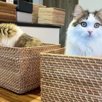 バスケットに入っている猫たち