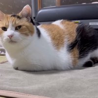 ミケの正面写真