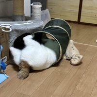 トンネルのおもちゃの中で動き回る猫