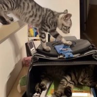 ランドセルの上に両前足を乗せている子猫