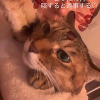 体調の悪い飼い主に寄り添う猫