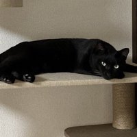 キャットタワーで寝そべりながらカメラを見つめる黒猫