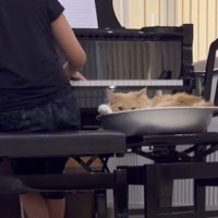 ピアノを弾く家族の隣でくつろぐクリーム色の猫