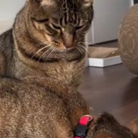 手におもちゃで遊ぶ猫と待っている猫達