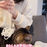 ニット帽を編むママの膝の上に座るキジトラ猫