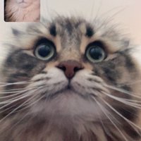 ビデオ通話に写るサイベリアンとソマリ（2匹とも正面向き）