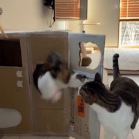 段ボールハウスの中に入ろうとしている猫とそれを見ている猫