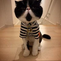 ボーダーTシャツをきた猫