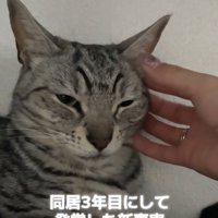 眠たげな顔で飼い主に顔左側を撫でられている猫