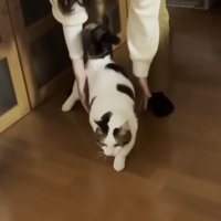 猫が歩き始めた様子