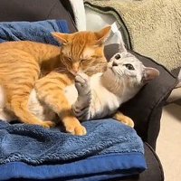 サバトラ猫を羽交い絞めにする茶トラ猫