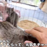 ケージの中の威嚇をする子猫となでられている大人猫