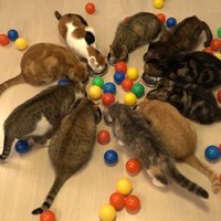 ごはんを食べる猫たち