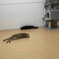 キャットタワーのそばで寝転がる2匹の猫