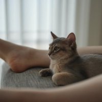 飼い主の足の間でくつろぐ子猫