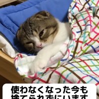 猫用ベッドでくつろぐ子猫