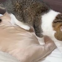 女性の枕元を歩く猫