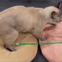 クッションの上を歩く猫