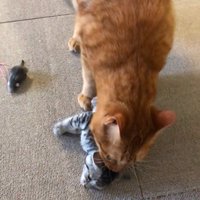 子猫の首元を噛んでいる大人の猫