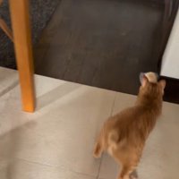 パンを追いかける猫