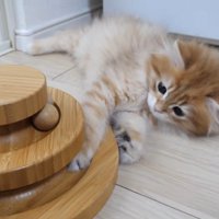 あそんでいる猫