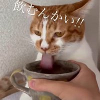 水を飲む猫