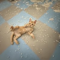 子猫がスライディングしてきた瞬間