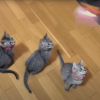 上を向く猫たち