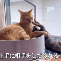 成猫にじゃれる子猫