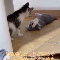 仰向けの子猫