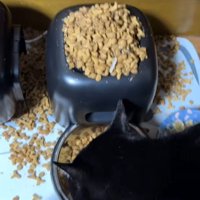 飼い主の目を掻い潜ってごはんを食べるハチワレ猫