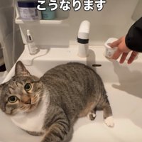洗面台に横になる猫