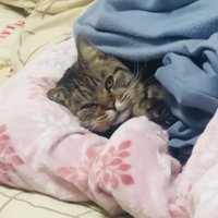 毛布に入って横になるキジトラ猫