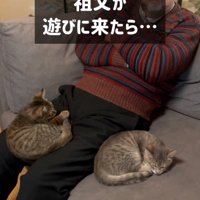 おじいちゃんと2匹の猫
