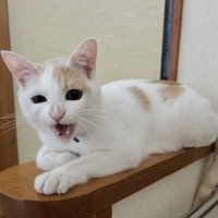 口を開けている猫