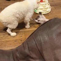 手足をばたつかせて成猫を見上げる子猫
