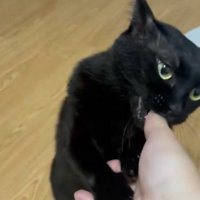 怒る猫
