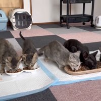 並んでご飯を食べる猫の写真
