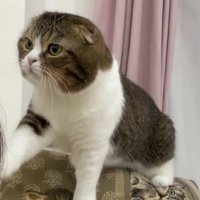 人の頭に触ろうとしている猫