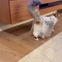 歩いて去っていく猫
