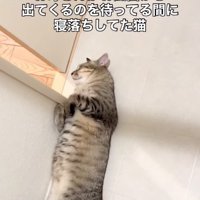 寝落ちする猫