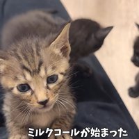 足の上にのるキジトラ猫（ミルクコールが始まった）