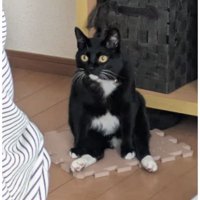 室内にいる猫