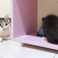 子猫を見ている猫