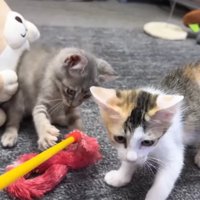 猫じゃらし